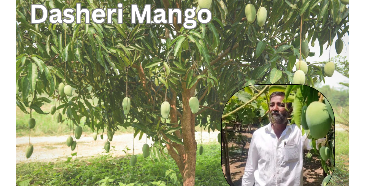 dasheri-mango