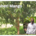 dasheri-mango