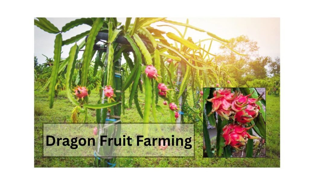 dragon fruit farming