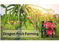 dragon fruit farming