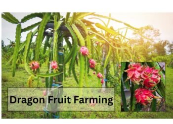 dragon fruit farming
