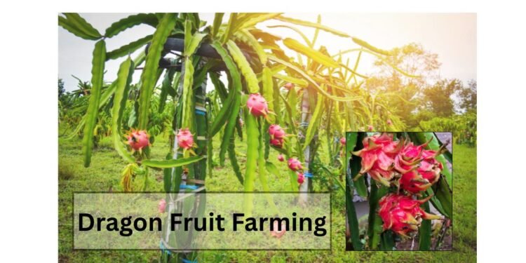 dragon fruit farming