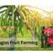 dragon fruit farming