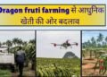 dragon fruit farming
