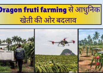dragon fruit farming