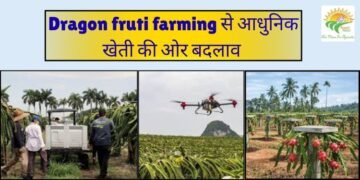 dragon fruit farming
