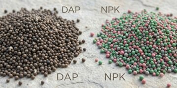 DAP और NPK में क्या अंतर है? आसान भाषा में समझिए
