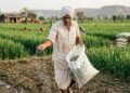महंगा DAP डालने के बाद भी फसल क्यों रहती है कमजोर? समझिए फॉस्फोरस लॉक की पूरी कहानी