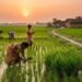 नैनो DAP के बाद अब कौन-सा नया उर्वरक ला रही हैं कंपनियां?
