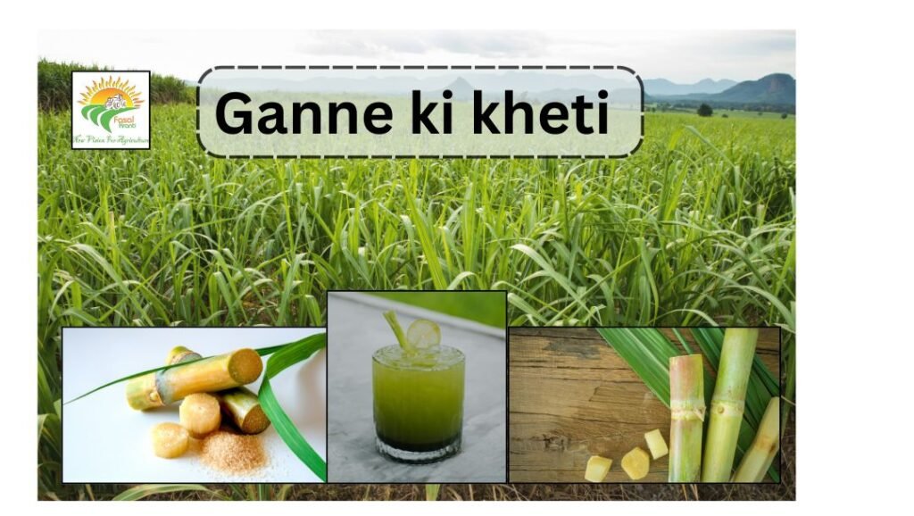 ganne ki kheti