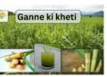 #ganne ki kheti