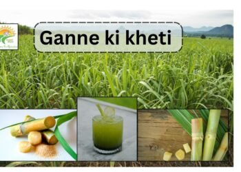 #ganne ki kheti