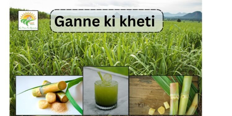 #ganne ki kheti