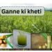#ganne ki kheti