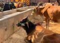 यूपी सरकार की बड़ी पहल: स्वदेशी गाय खरीदने पर मिलेगा ₹80,000 तक अनुदान, महिलाओं के लिए 50% आरक्षण