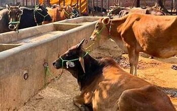 यूपी सरकार की बड़ी पहल: स्वदेशी गाय खरीदने पर मिलेगा ₹80,000 तक अनुदान, महिलाओं के लिए 50% आरक्षण