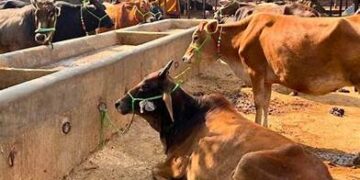 यूपी सरकार की बड़ी पहल: स्वदेशी गाय खरीदने पर मिलेगा ₹80,000 तक अनुदान, महिलाओं के लिए 50% आरक्षण