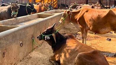 यूपी सरकार की बड़ी पहल: स्वदेशी गाय खरीदने पर मिलेगा ₹80,000 तक अनुदान, महिलाओं के लिए 50% आरक्षण