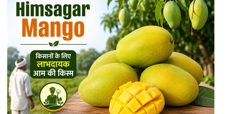 himsagar mango