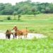janjatiya up yojana krishi