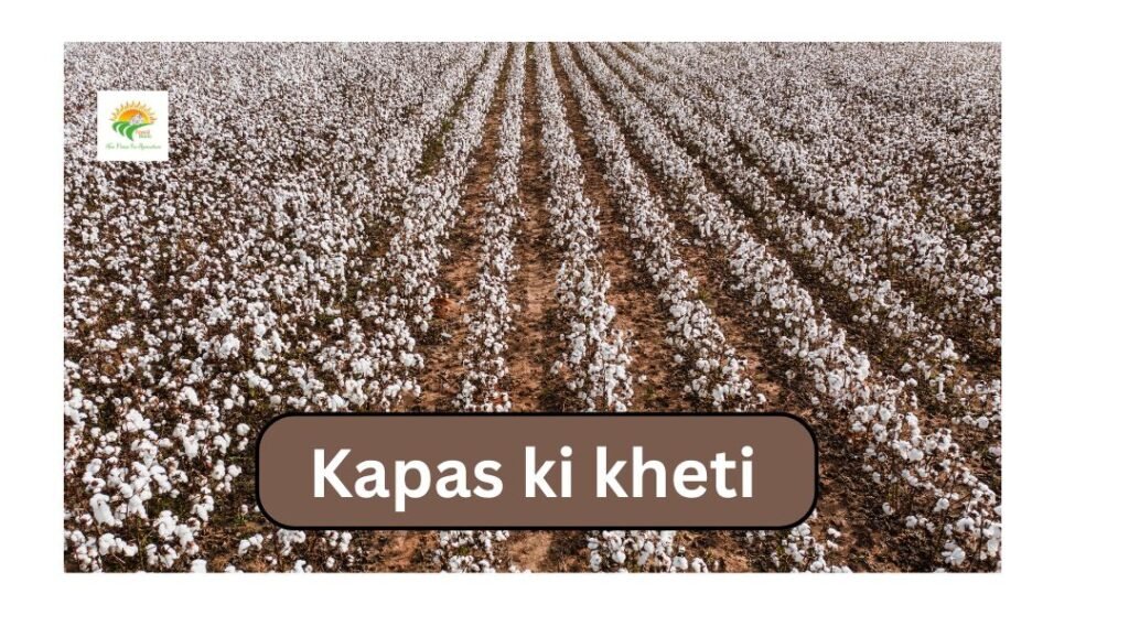 Kapas ki kheti