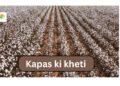 Kapas ki kheti