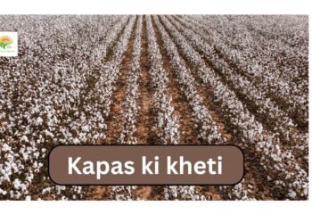 Kapas ki kheti