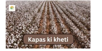 Kapas ki kheti