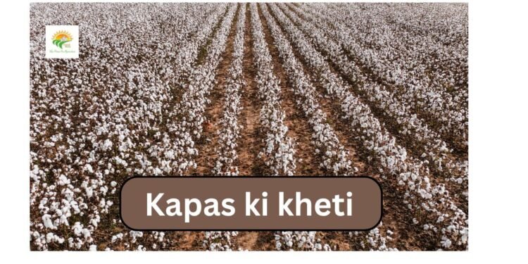 Kapas ki kheti