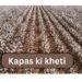 Kapas ki kheti