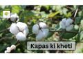 Kapas Ki Kheti