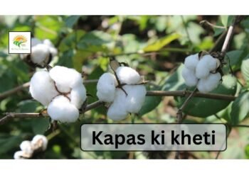Kapas Ki Kheti