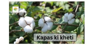Kapas Ki Kheti