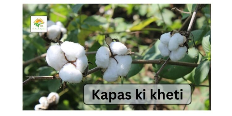 Kapas Ki Kheti