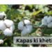Kapas Ki Kheti