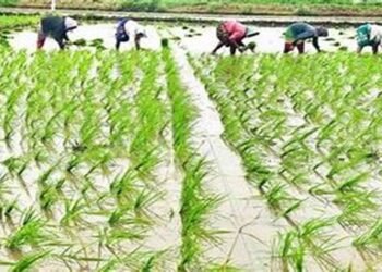 खरीफ फसल बुवाई 2026: पिछले वर्ष से बढ़ा रकबा, धान, दलहन और मोटे अनाज की खेती में तेजी