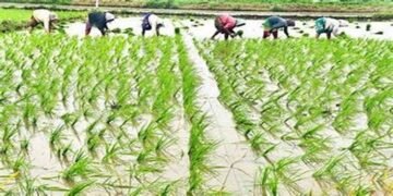 खरीफ फसल बुवाई 2026: पिछले वर्ष से बढ़ा रकबा, धान, दलहन और मोटे अनाज की खेती में तेजी