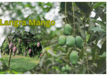 langra-mango