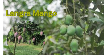langra-mango