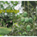 langra-mango