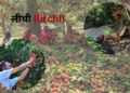 litchi