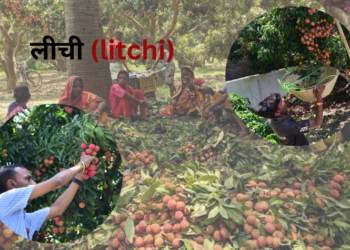 litchi