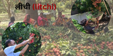 litchi