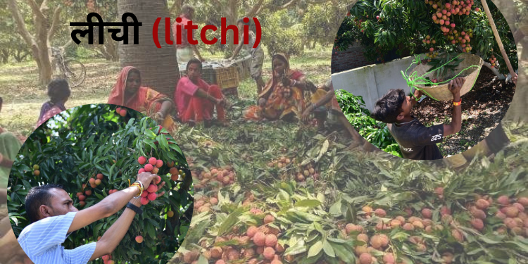 litchi