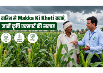 Makka Ki Kheti