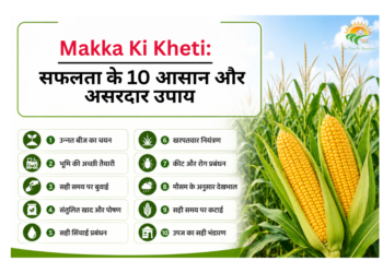 Makka Ki Kheti
