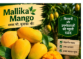 mallika mango