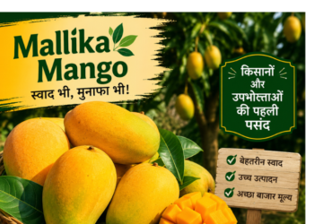 mallika mango