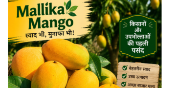 mallika mango