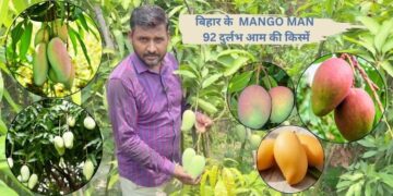 mango